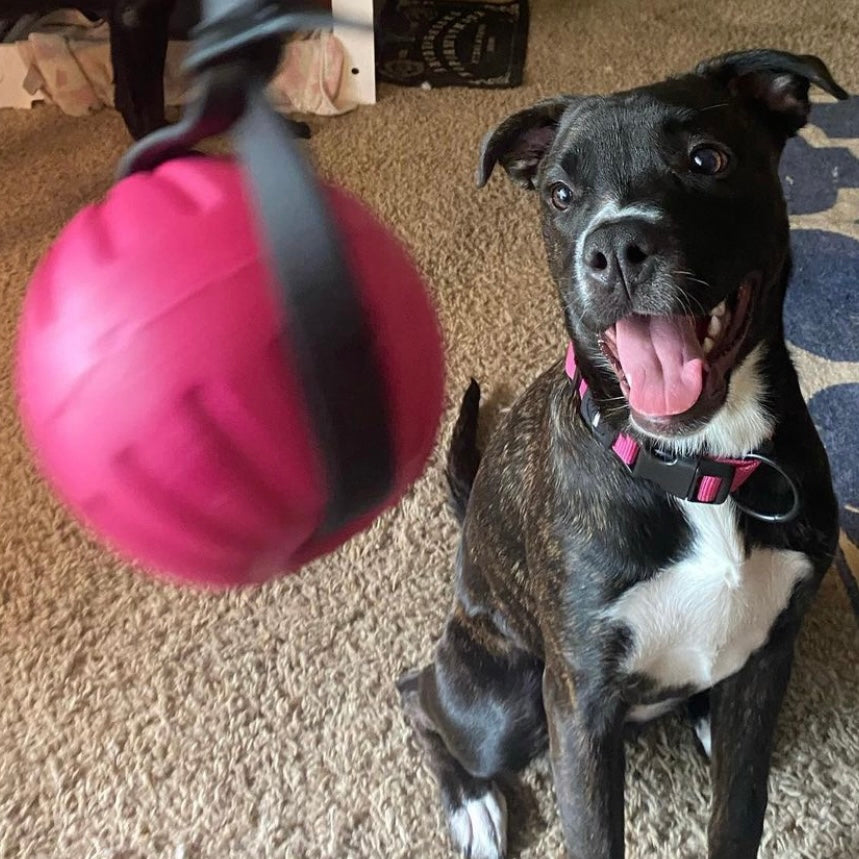 Classic Dog Training Ball