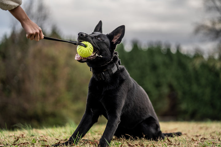 Ultimate Dog Training Ball